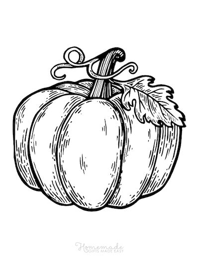 Free pumpkin coloring pages for kids adults pumpkin drawing pumpkin illustration pumpkin coloring pages