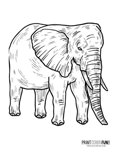 Realistic elephant coloring pages to print at