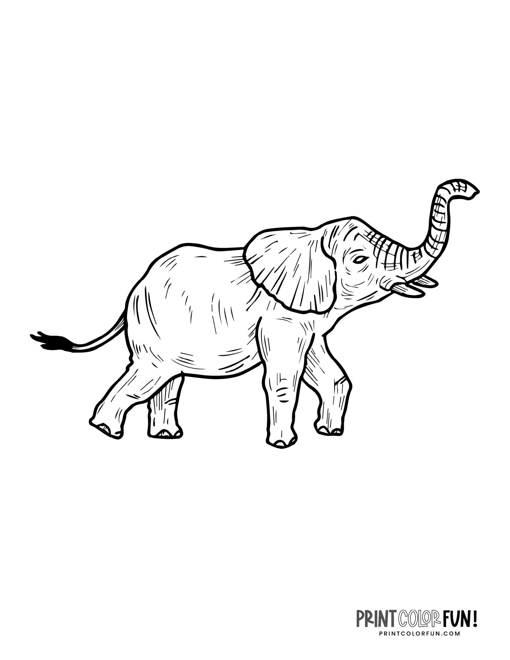 Realistic elephant coloring pages elephant coloring page coloring pages to print coloring pages