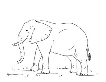 African elephant coloring page by mama draw it tpt