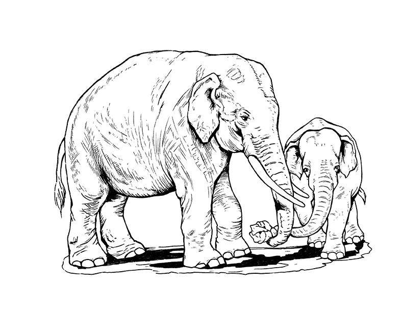 Elephant coloring pages