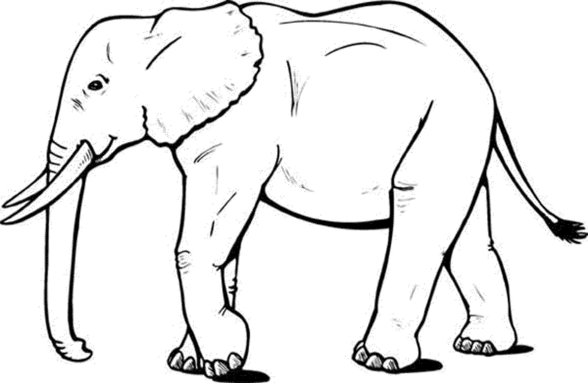 Elephant coloring pages pdf