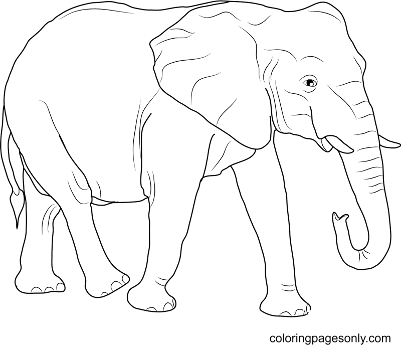 Realistic animal coloring pages printable for free download