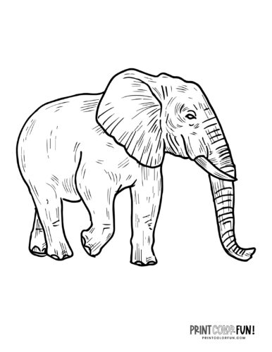 Realistic elephant coloring pages to print at