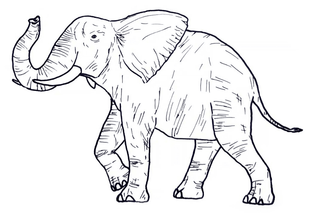 Realistic elephant coloring page