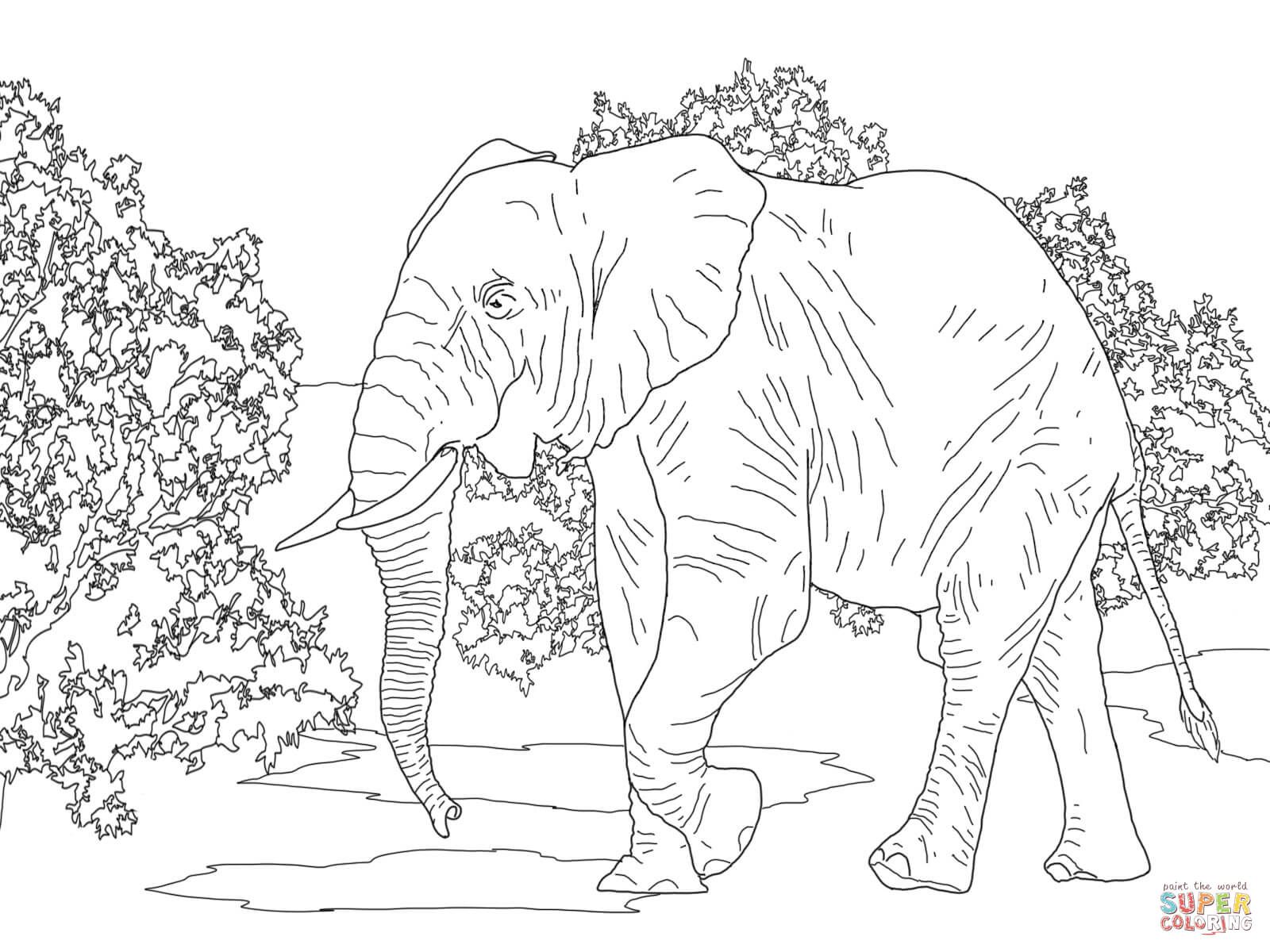 Elephants coloring pages free coloring pages elephant coloring page african forest elephant elephant drawing