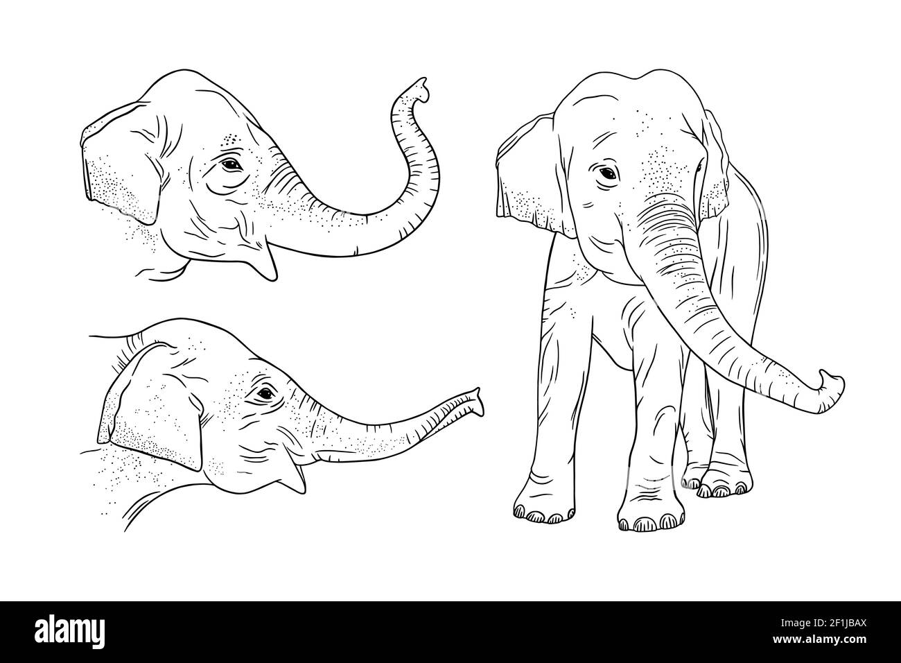 Realistic elephant set isolated on white background engraved indian elephant for zoo designs sketch vector illustration stock vector image art