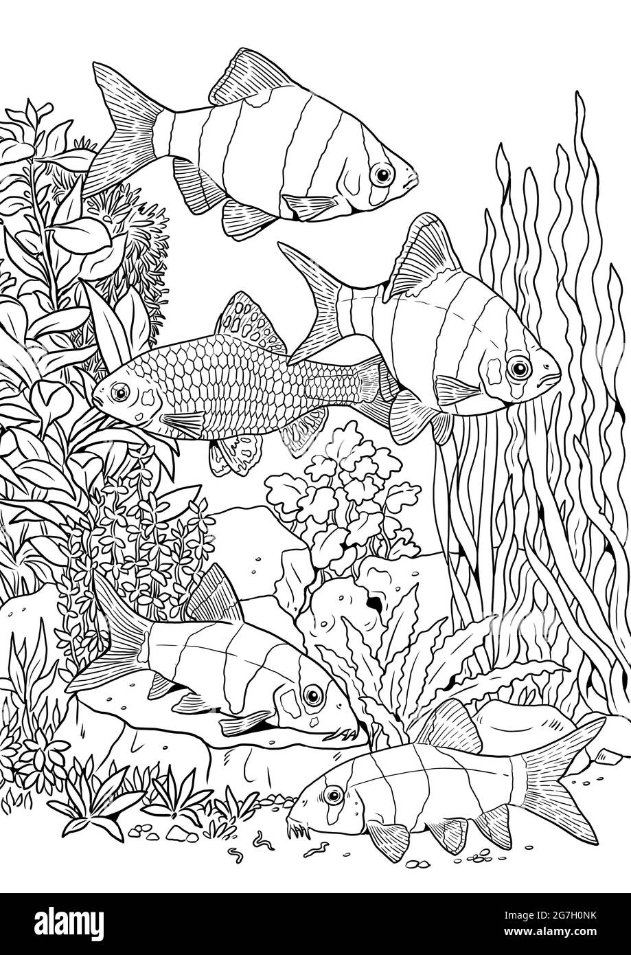 Sumatra barb and tiger botia for coloring colorful tropical fish templates coloring book for children and adults stock photo