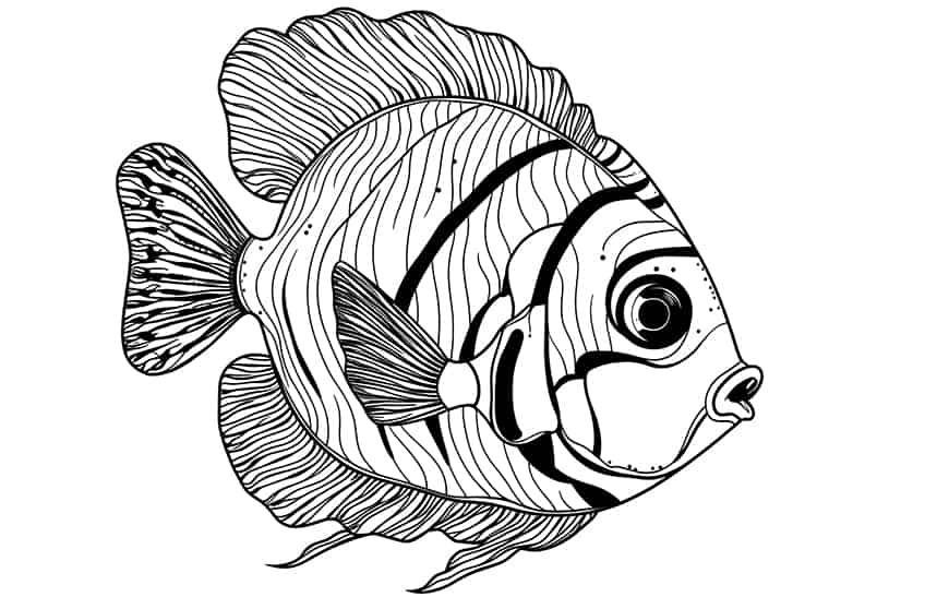 Fish coloring pages