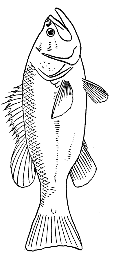 Fish coloring pages