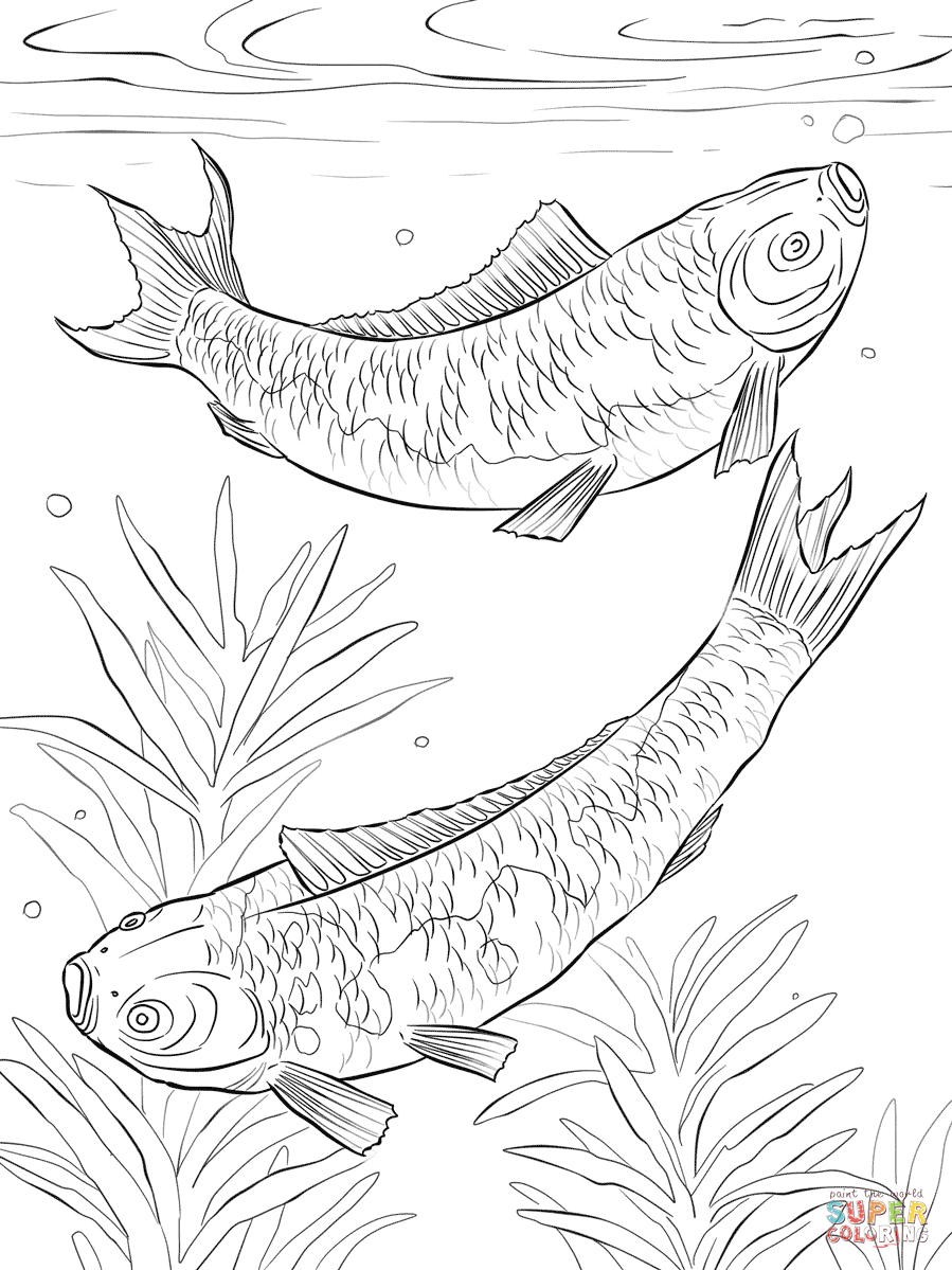 Koi fishes coloring page free printable coloring pages
