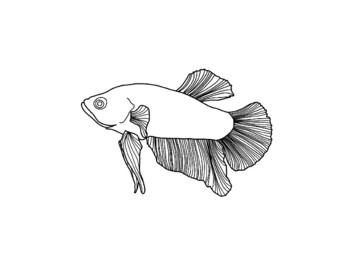 Fish coloring pages by goldfishclub tpt