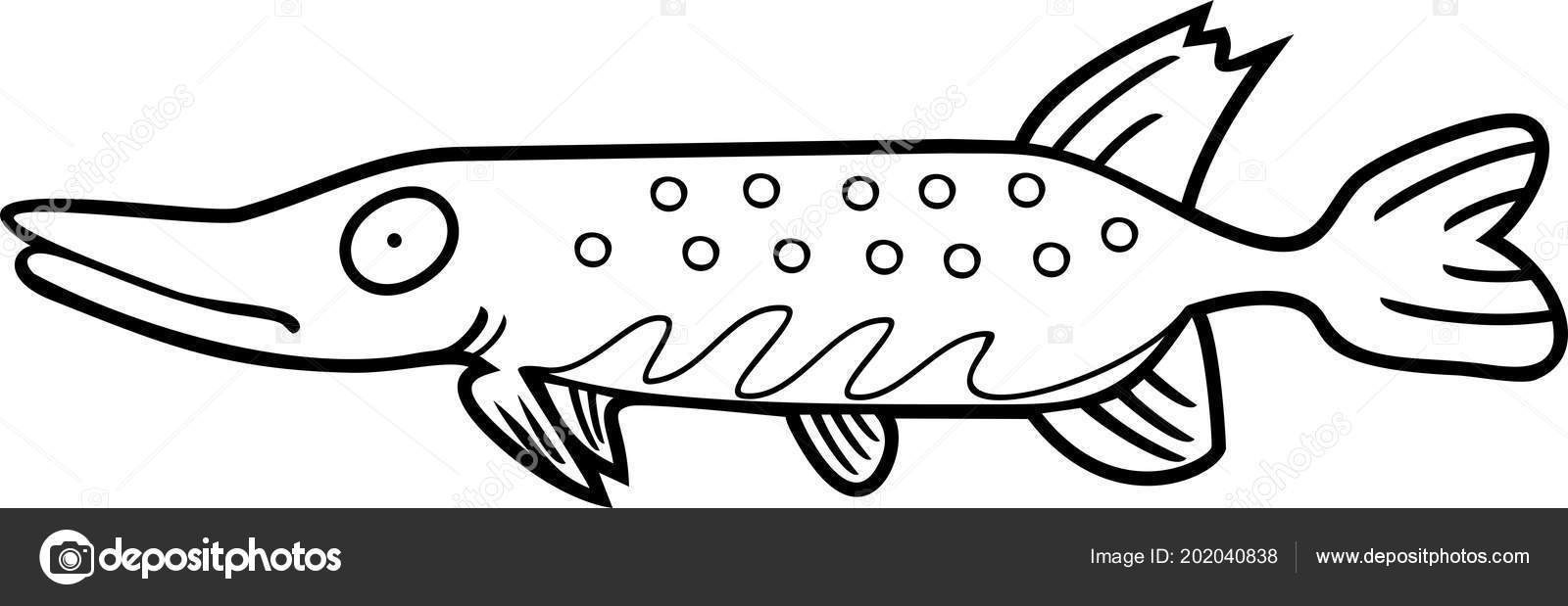 Coloring page stylized pike long bodied predatory freshwater fish stock vector by mariaflaya