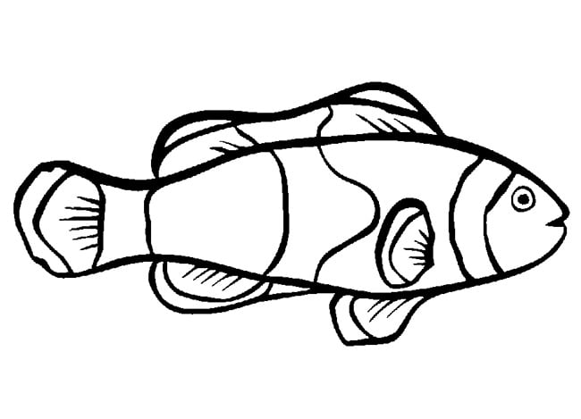 Fish s