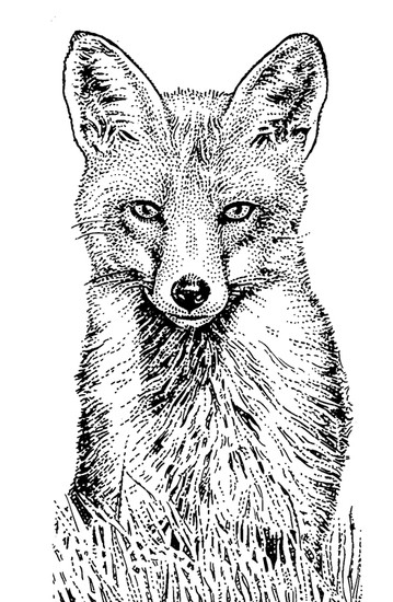 This wily gatecrasher at the white house is a red fox