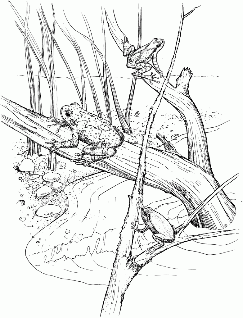 Printable coloring pages frog coloring pages abstract coloring pages animal coloring pages