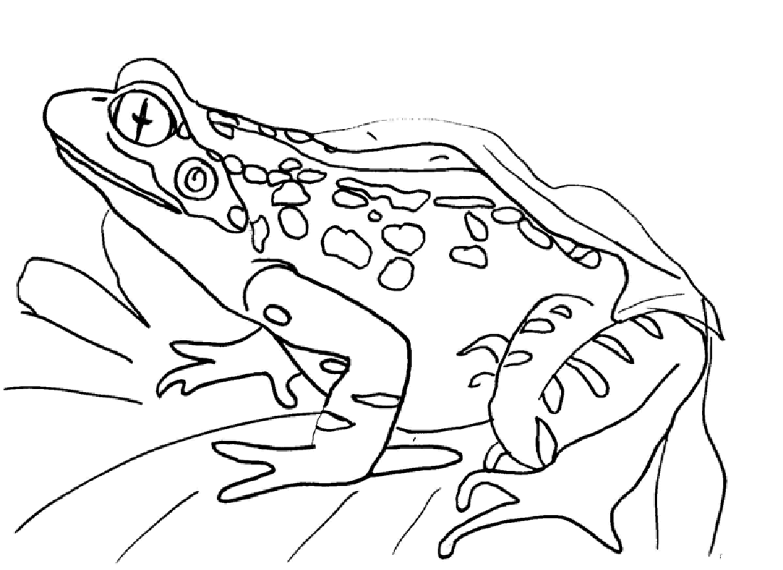 Free printable frog coloring pages for kids