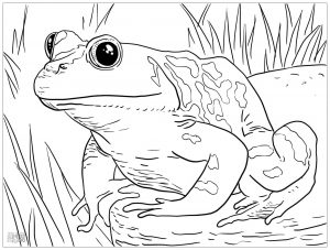 Frog coloring page to print