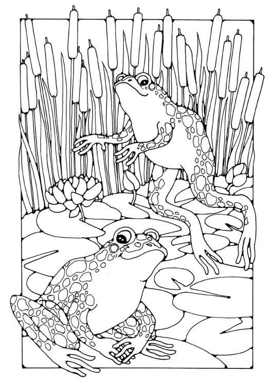 Coloring page frogs frog coloring pages adult coloring pages coloring pages