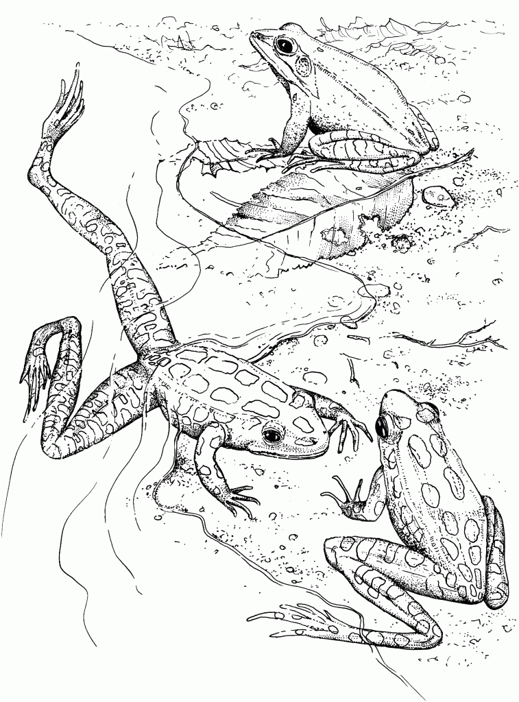 Printable coloring pages frog coloring pages coloring pages animal coloring pages