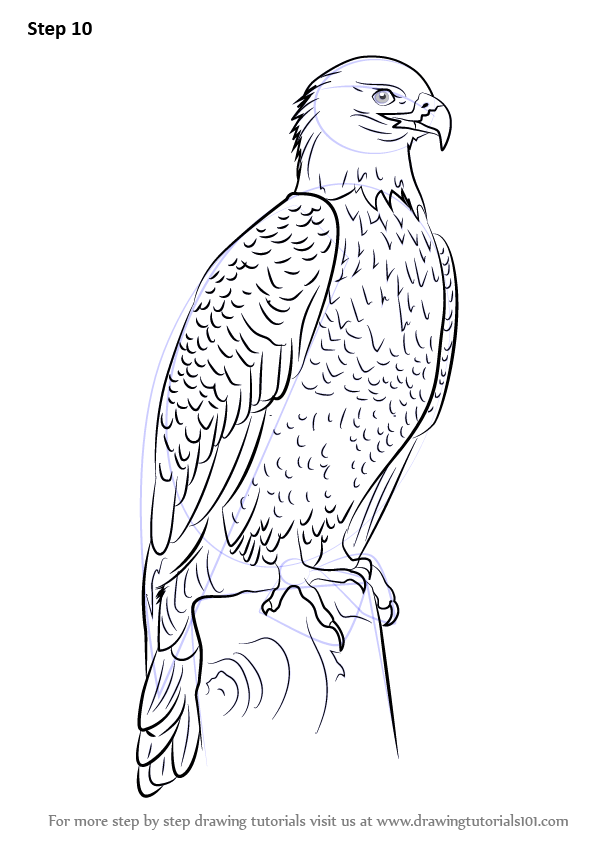 Learn how to draw bald eagle full body bird of prey step by step drawing tutorials eagle drawing eagle drawing easy drawings