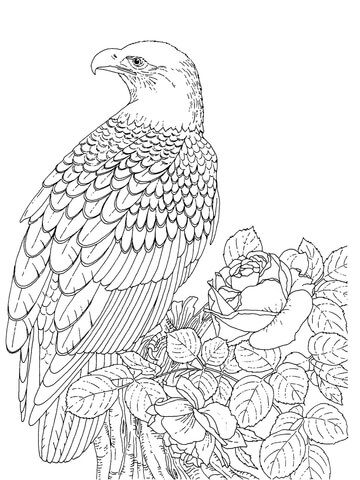 Realistic bald eagle coloring page free printable coloring pages