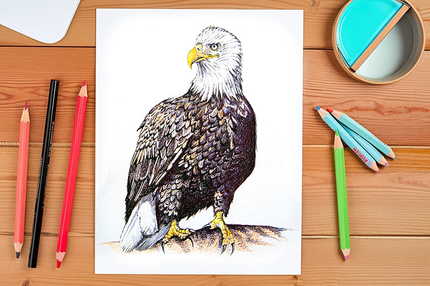How to draw an eagle â a majestic bald eagle drawing