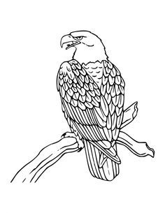Free printable bald eagle coloring pages for kids bird coloring pages coloring pages to print coloring pages for boys