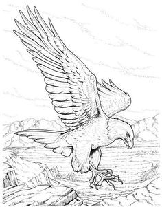 Cute eagle coloring pages for your little ones adler zeichnung tierzeichnung adler kunst