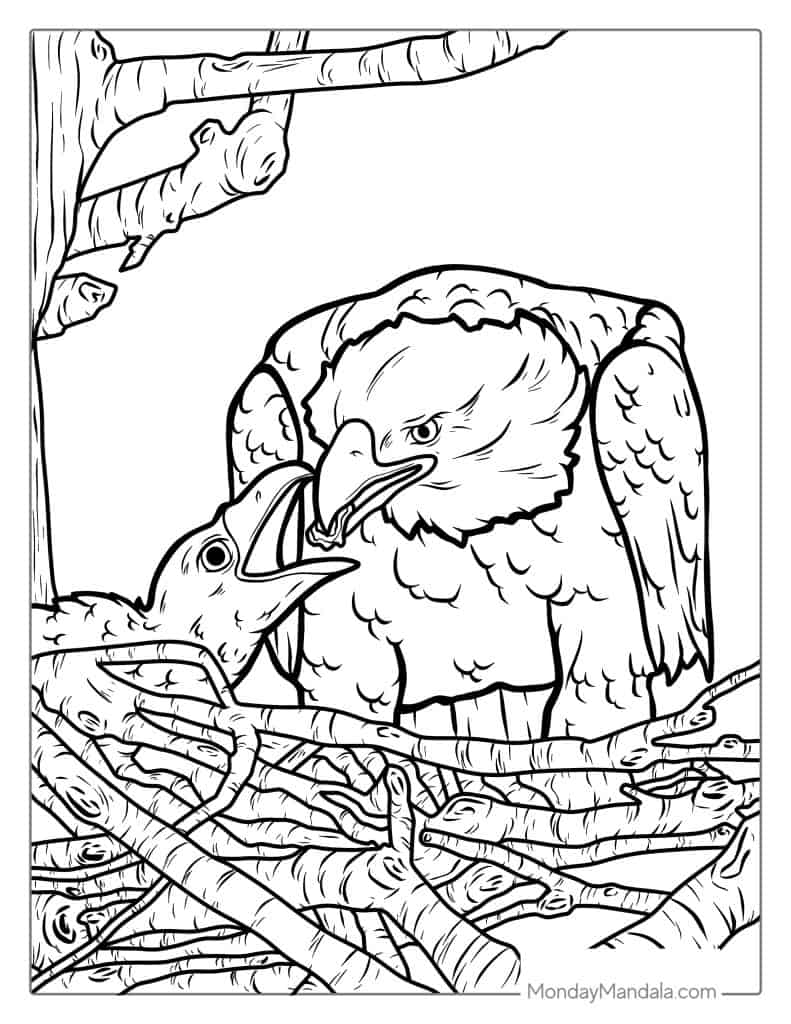 Bald eagle coloring pages free pdf printables