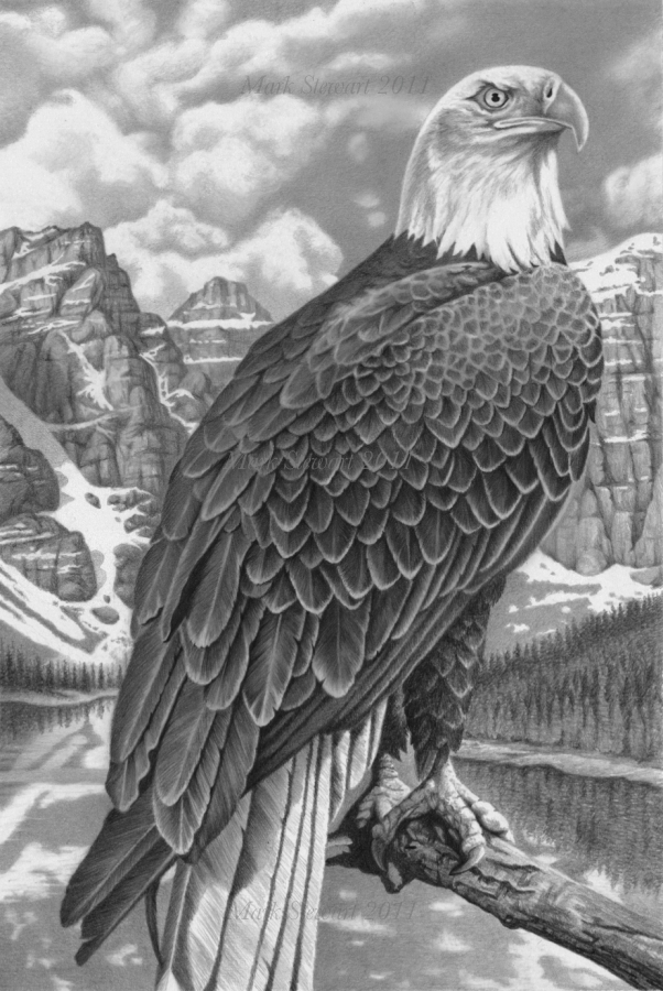 Bald eagle by markstewart on