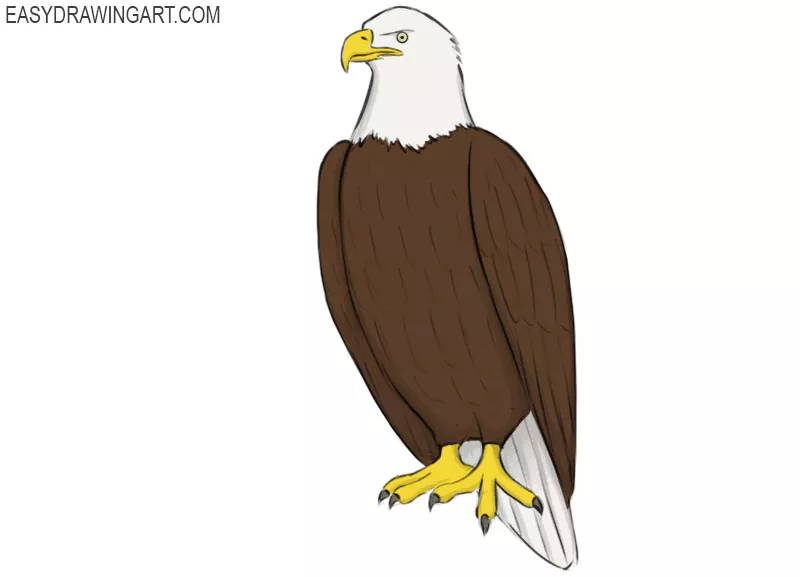How to draw a bald eagle