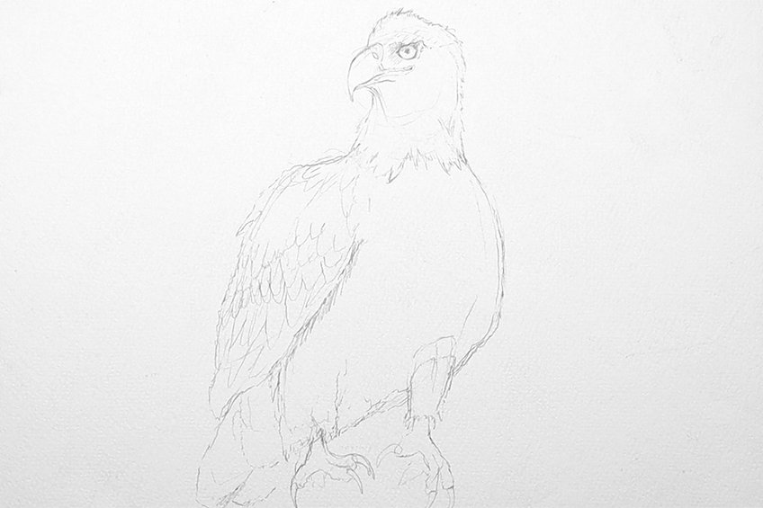 How to draw an eagle â a majestic bald eagle drawing