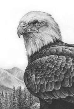 Eagle drawing on eagle art colored pencil artwork and eagle drawing pencil drawings of animals realistic drawings
