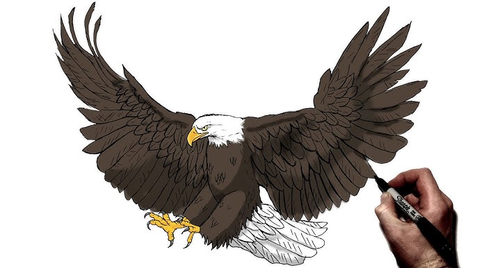 How to draw a bald eagle flying hunting