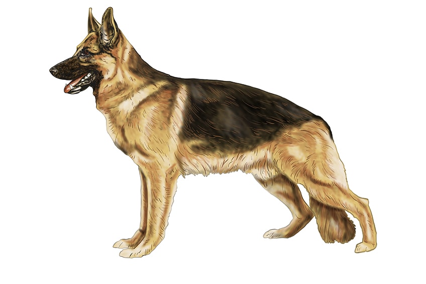 How to draw a german shepherd