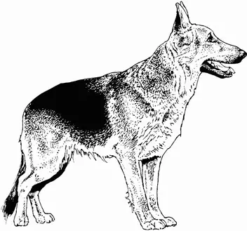 Best german shepherd coloring pages