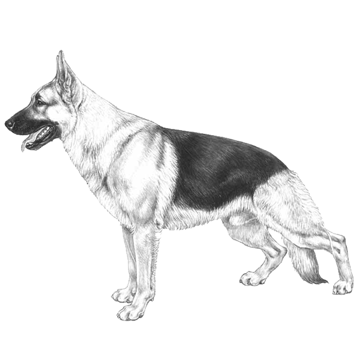 German shepherd dogs dog breed info photos mon names and more â
