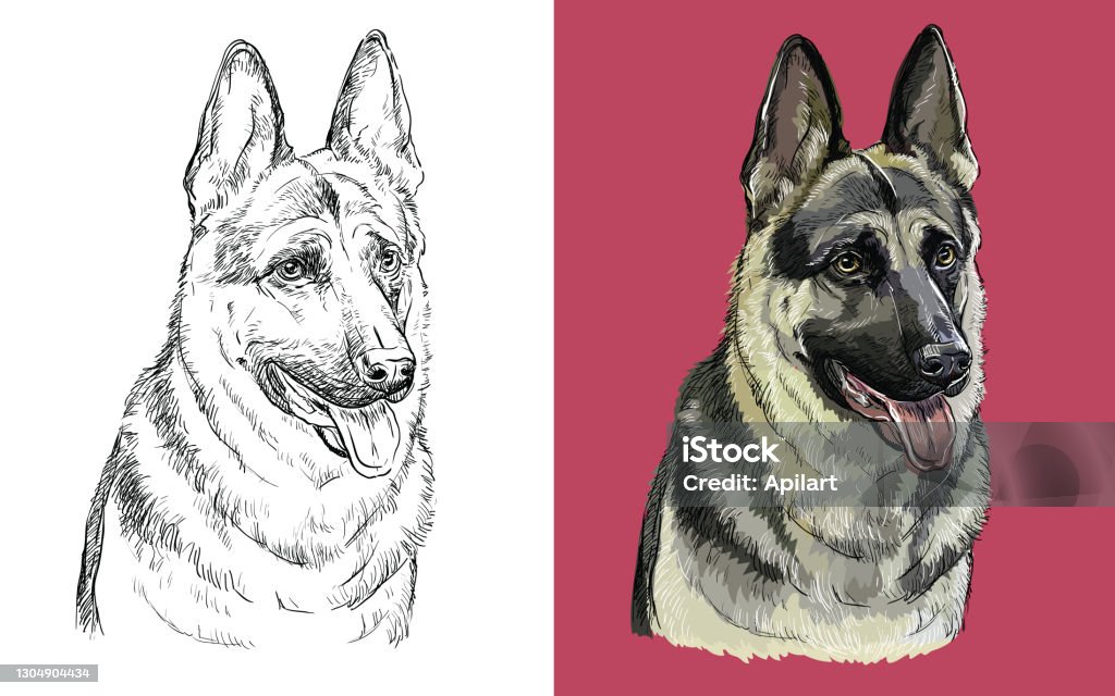 Vector illustration portrait of cute funny dog german shepherd stock illustration