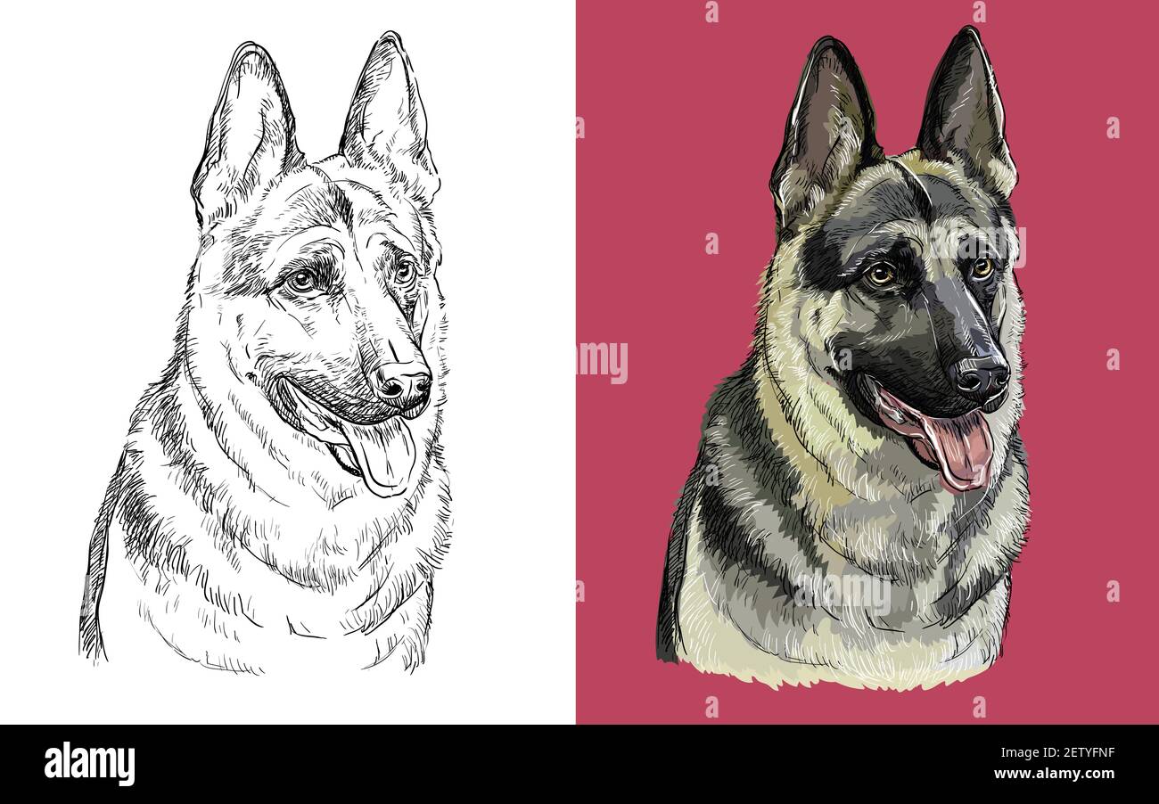 Realistic head of german shepherd dog vector black and white and colorful isolated illustration of dog for decoration coloring book design prints stock vector image art