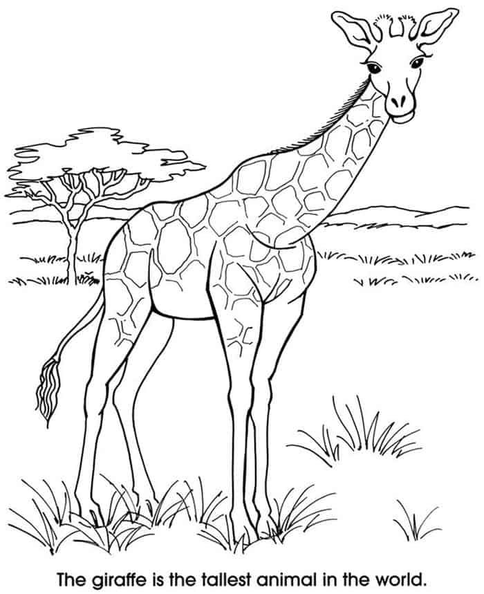 Realistic giraffe colorg pages zoo animal colorg pages giraffe colorg pages animal colorg pages