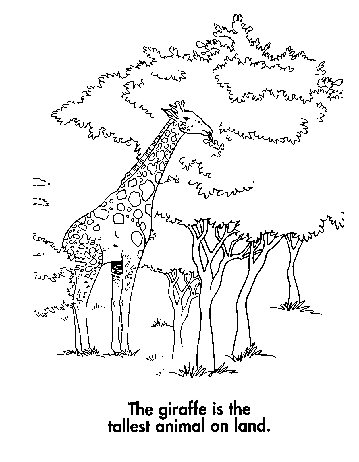 Free printable giraffe coloring pages for kids