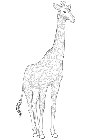Realistic giraffe coloring page free printable coloring pages
