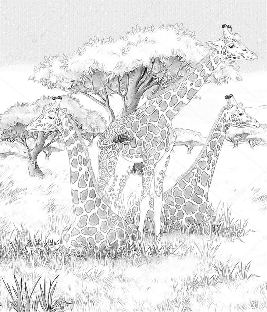 Safari