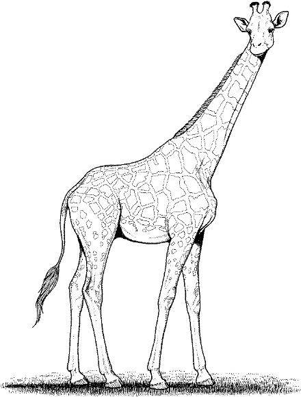 Giraffe realistic colouring pages