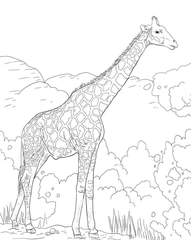 Giraffe coloring pages printable coloring pages