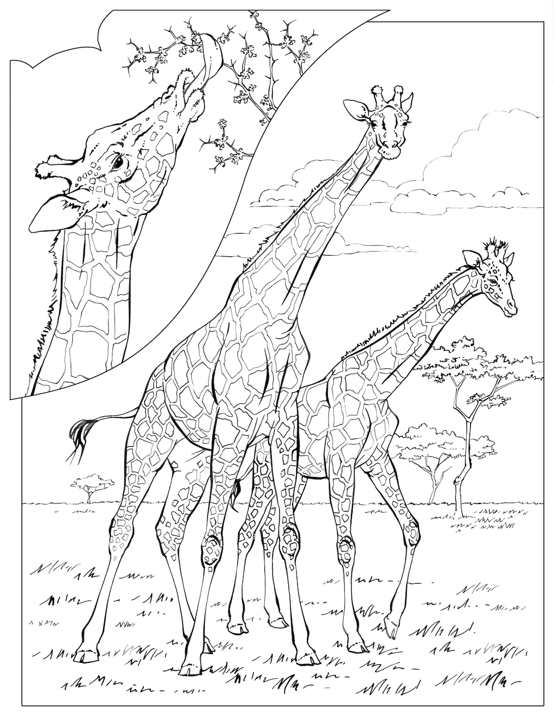 Coloring book animals a to i