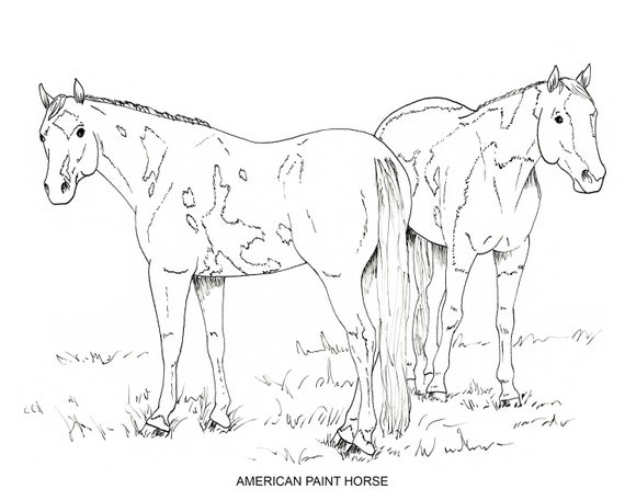 Printable set of horse breed coloring pages digital download