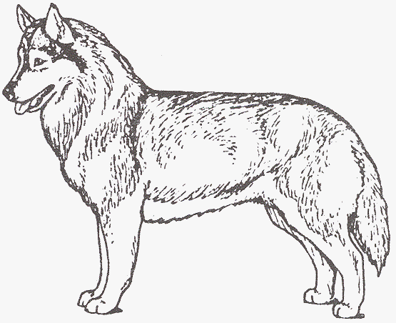 Siberian husky page siberian husky dog drawing animal drawings