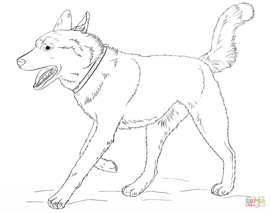 Running siberian husky coloring page free printable coloring pages